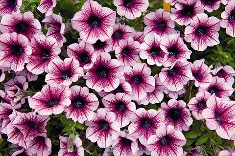 photo of flower to be used as: Bedding pot or basket Petunia x hybrida Poptunia Burgundy