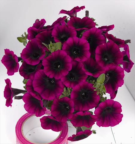 photo of flower to be used as: Bedding pot or basket Petunia x hybrida Poptunia Deep Raspberry