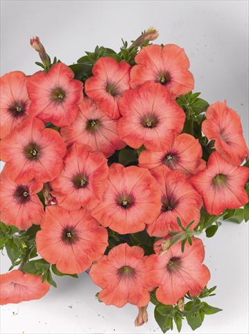 photo of flower to be used as: Bedding pot or basket Petunia x hybrida Poptunia Orange