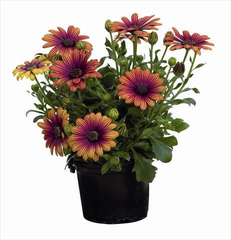 photo of flower to be used as: Bedding / border plant Osteospermum Astra Outback Purple