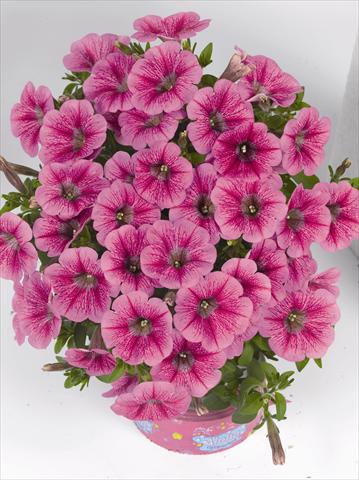 photo of flower to be used as: Bedding pot or basket Petunia x hybrida Poptunia Pink