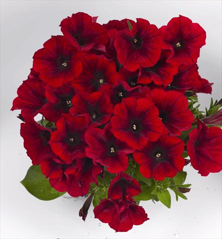 photo of flower to be used as: Bedding pot or basket Petunia x hybrida Poptunia Red