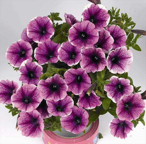 photo of flower to be used as: Bedding pot or basket Petunia x hybrida Poptunia White Merlot