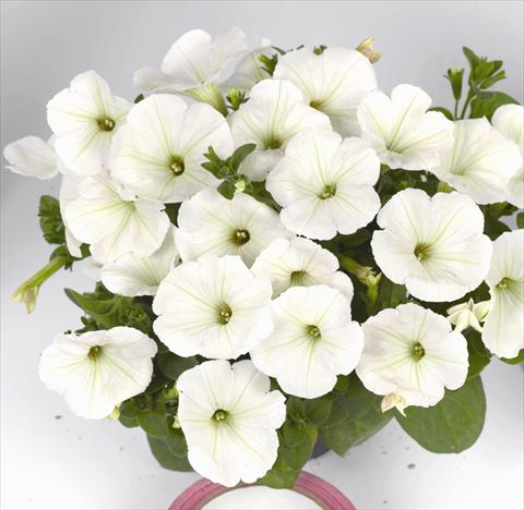 photo of flower to be used as: Bedding pot or basket Petunia x hybrida Poptunia White
