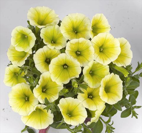 photo of flower to be used as: Bedding pot or basket Petunia x hybrida Poptunia Yellow