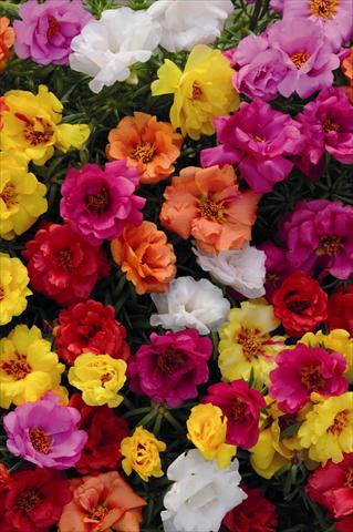 photo of flower to be used as: Bedding pot or basket Portulaca Spritz Mix