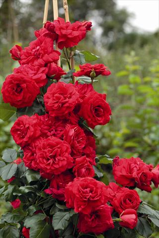 photo of flower to be used as: Pot and bedding Rosa rampicante Negresco® Meigrappo