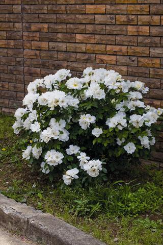 photo of flower to be used as: Pot and bedding Rosa rampicante White Knock Out® Radwhite