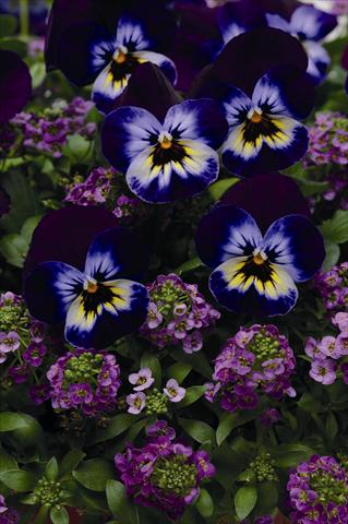 photo of flower to be used as: Bedding pot or basket Viola wittrockiana Coloursgames tray 5 purple cotton