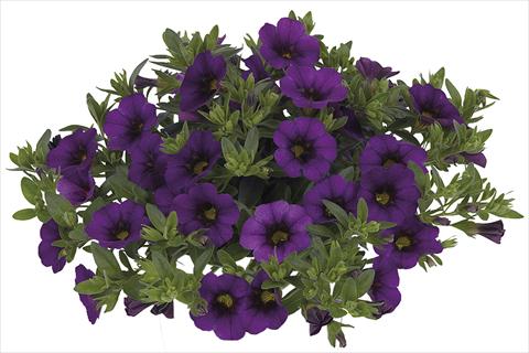 photo of flower to be used as: Bedding pot or basket Calibrachoa Lindura Dark Blue