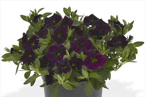 photo of flower to be used as: Bedding pot or basket Calibrachoa Lindura Dark Purple