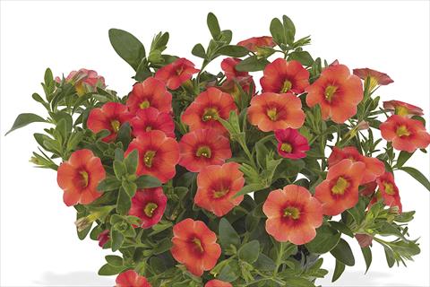 photo of flower to be used as: Bedding pot or basket Calibrachoa Lindura Orange