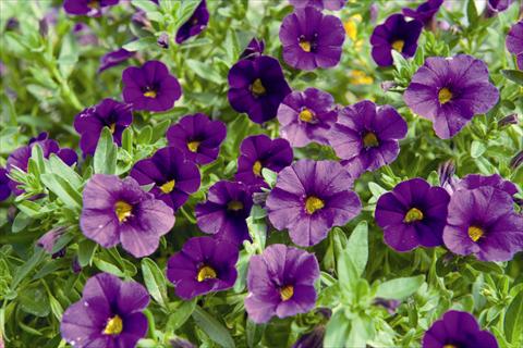 photo of flower to be used as: Bedding pot or basket Calibrachoa Lindura Purple 2015