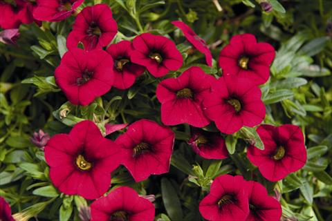 photo of flower to be used as: Bedding pot or basket Calibrachoa Lindura Red 2015