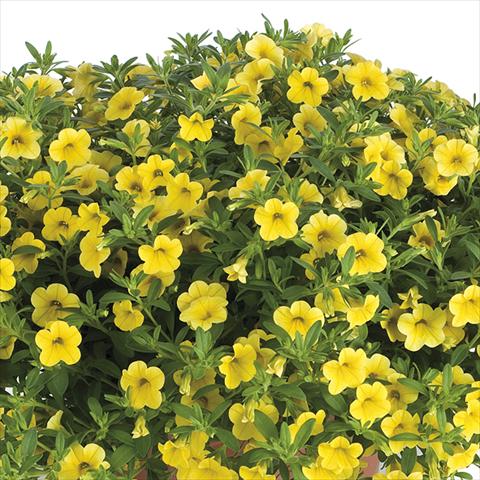 photo of flower to be used as: Bedding pot or basket Calibrachoa Lindura Sun Yellow