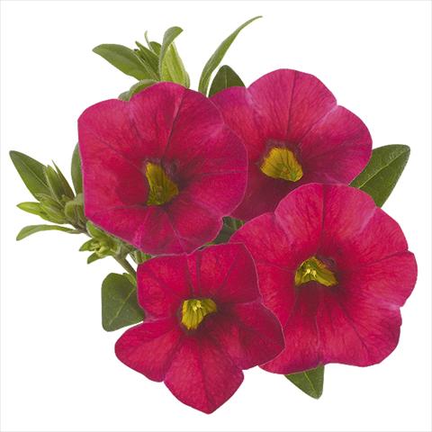 photo of flower to be used as: Bedding pot or basket Calibrachoa Super Cherry Red