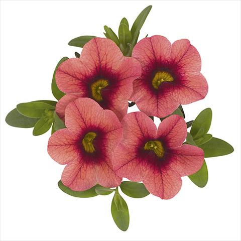 photo of flower to be used as: Bedding pot or basket Calibrachoa Super Cranberry