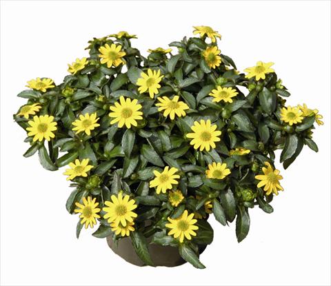 photo of flower to be used as: Bedding / border plant Sanvitalia Inca