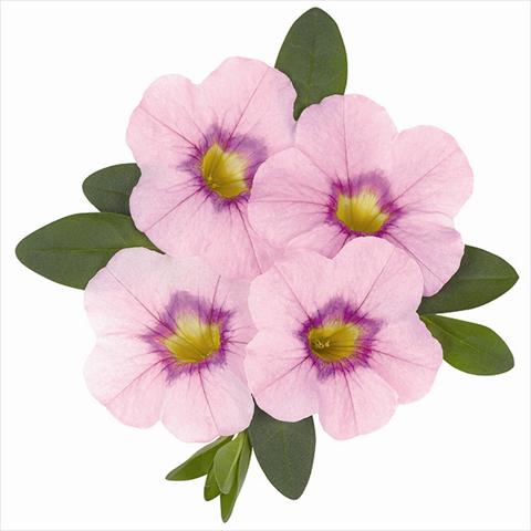 photo of flower to be used as: Bedding pot or basket Calibrachoa Super Lavender