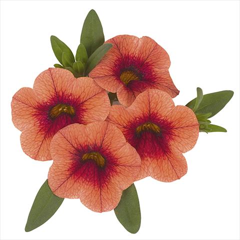 photo of flower to be used as: Bedding pot or basket Calibrachoa Super Orange