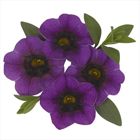 photo of flower to be used as: Bedding pot or basket Calibrachoa Super Purple