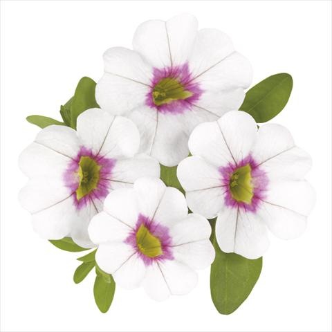 photo of flower to be used as: Bedding pot or basket Calibrachoa Super Royal White