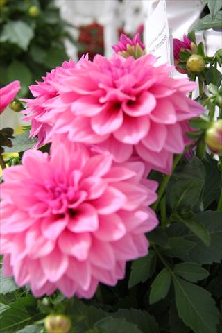 photo of flower to be used as: Bedding pot or basket Dahlia x hybrida Dahlinova Hypnotica Pink Improved