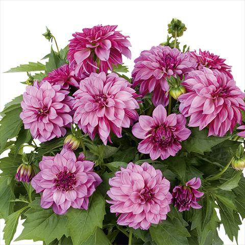 photo of flower to be used as: Pot and bedding Dahlia Dahlinova Hypnotica Purple Bicolor