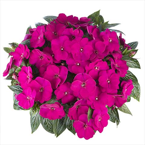 photo of flower to be used as: Bedding pot or basket Impatiens Nuova Guinea Tamarinda Max Purple