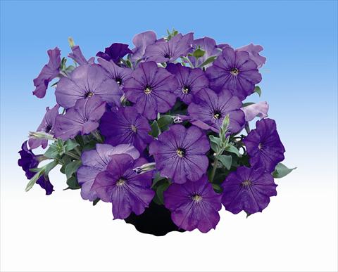photo of flower to be used as: Basket / Pot Petunia Viva Lavender Shades