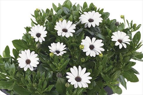 photo of flower to be used as: Pot Osteospermum Margarita Nano White Improved
