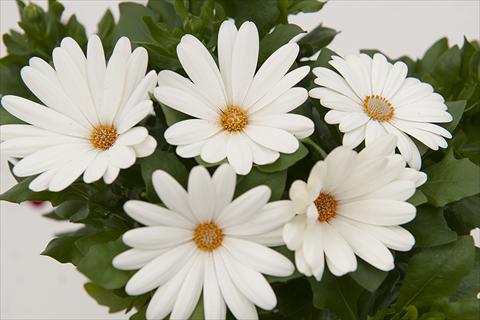 photo of flower to be used as: Pot Osteospermum Margarita Cream