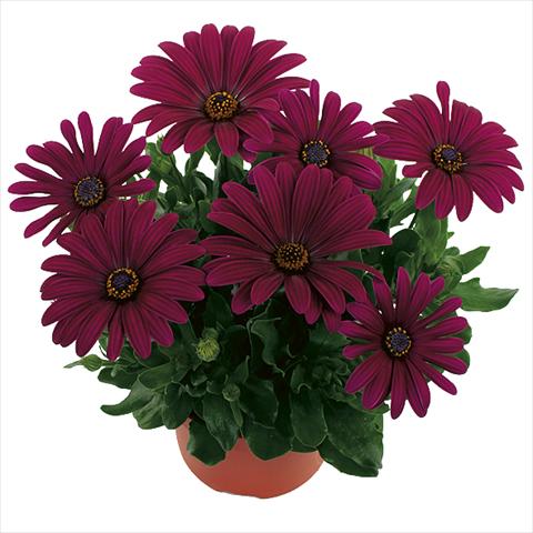 photo of flower to be used as: Pot Osteospermum Margarita Purple Improved
