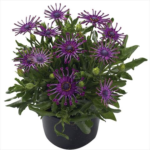 photo of flower to be used as: Pot Osteospermum Margarita Purple Spoon