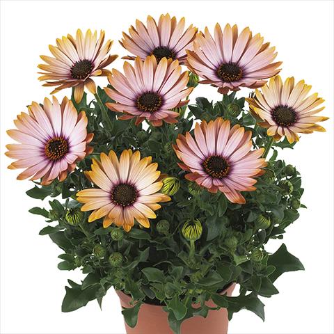 photo of flower to be used as: Pot Osteospermum Margarita Sunset Imprved