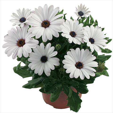 photo of flower to be used as: Pot Osteospermum Margarita White Improved