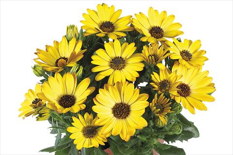 photo of flower to be used as: Pot Osteospermum Margarita Yellow Improved