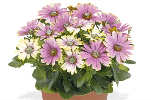 photo of flower to be used as: Pot Osteospermum Smoothies Blue Sunrise