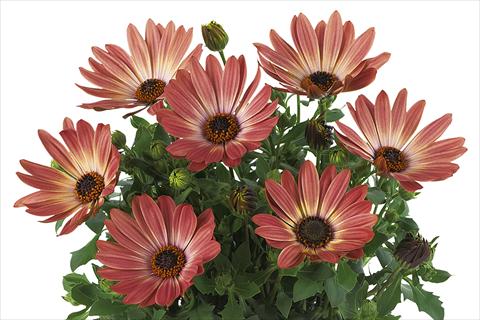 photo of flower to be used as: Pot Osteospermum Smoothies Bronze Bicolor