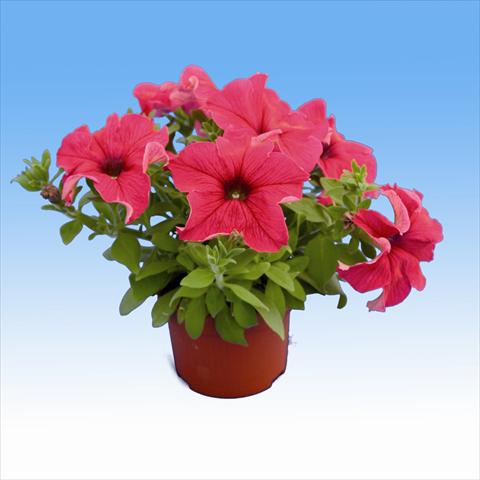 photo of flower to be used as: Basket / Pot Petunia Viva Hot Pink