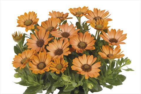 photo of flower to be used as: Pot Osteospermum Smoothies Copper Sun