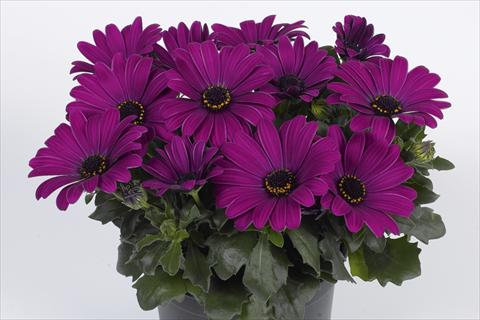 photo of flower to be used as: Pot Osteospermum Smoothies Kardinal