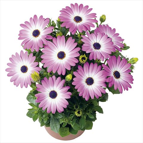 photo of flower to be used as: Pot Osteospermum Smoothies Pink Charme