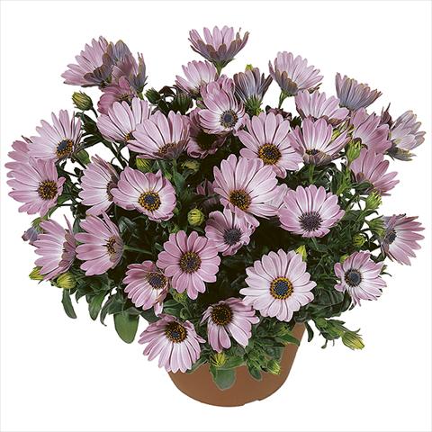 photo of flower to be used as: Pot Osteospermum Smoothies Pink
