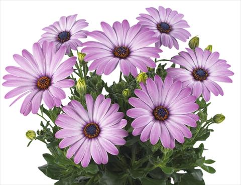 photo of flower to be used as: Pot Osteospermum Smoothies Purple