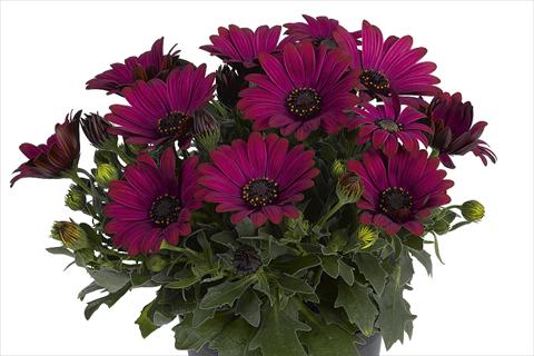 photo of flower to be used as: Pot Osteospermum Smoothies Red Velvet