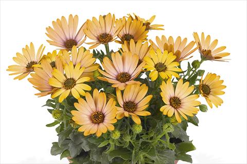 photo of flower to be used as: Pot Osteospermum Smoothies Sunset