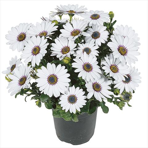 photo of flower to be used as: Pot Osteospermum Smoothies White
