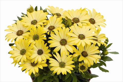 photo of flower to be used as: Pot Osteospermum Smoothies Yellow