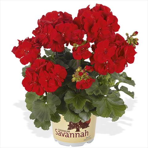 photo of flower to be used as: Pot Pelargonium peltatum Candy Idols Bright Red